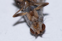 Tephrochlamys flavipes