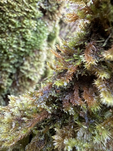 Acroporium fuscoflavum observed 2026-07-12