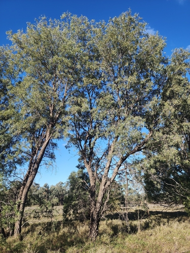 Acacia excelsa observed 2026-07-13