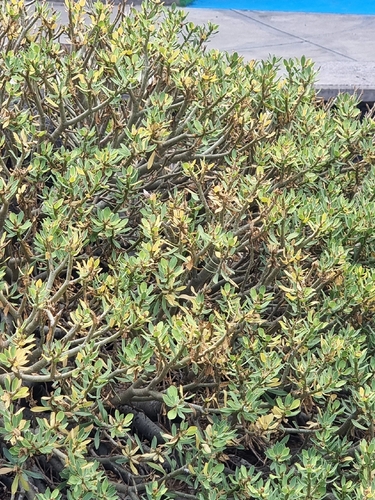 Euphorbia balsamifera, photograph 6