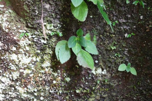 Primulina huichangensis