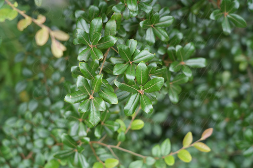 Ubame Oak