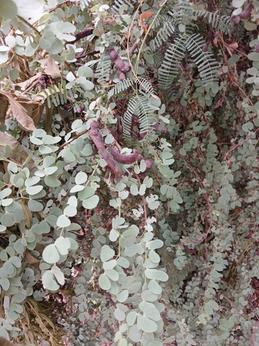 Bauhinia rufescens