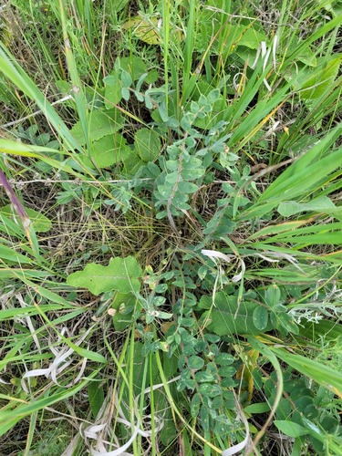 Astragalus exscapus, photograph 2