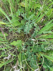 Astragalus exscapus, photograph (c) Dmitriy Bochkov, some rights reserved (CC BY)