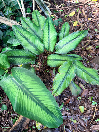 Calathea observed 2026-07-10