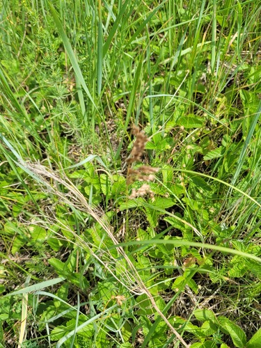 Anthoxanthum repens, photograph 1