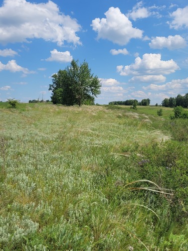 Stipa pulcherrima, photograph 3