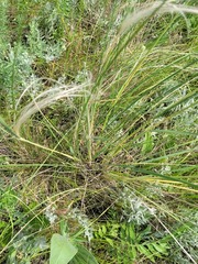 Stipa pulcherrima, photograph (c) Dmitriy Bochkov, some rights reserved (CC BY)