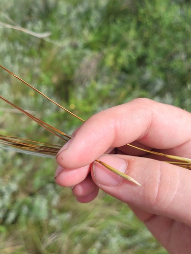 Stipa pulcherrima, photograph 5
