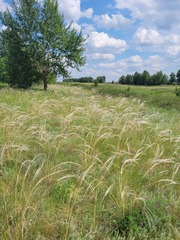Stipa pulcherrima