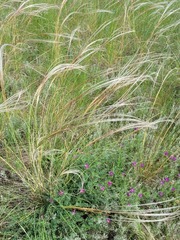 Stipa pulcherrima, photograph (c) Dmitriy Bochkov, some rights reserved (CC BY)