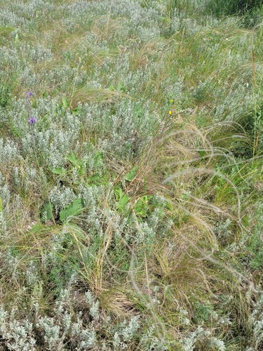 Stipa pulcherrima, photograph 6