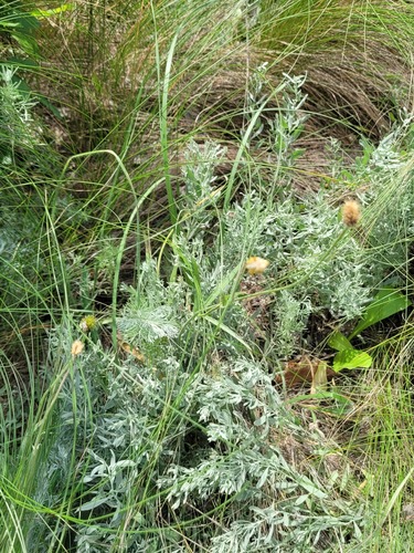 Ranunculus illyricus