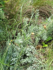 Ranunculus illyricus