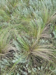 Stipa tirsa