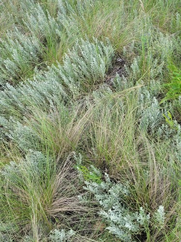 Stipa tirsa, photograph 2