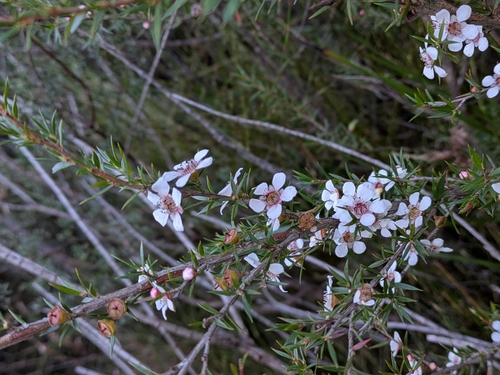 Leptospermum arachnoides, 2026-07-13
