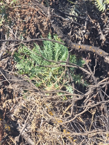 Sonchus canariensis, photograph 1
