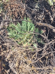 Sonchus canariensis