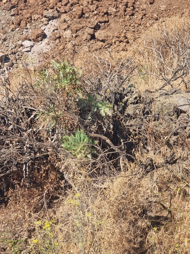 Sonchus canariensis, photograph 2