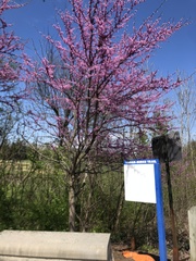 Cercis canadensis