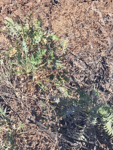 Sonchus canariensis, photograph 3