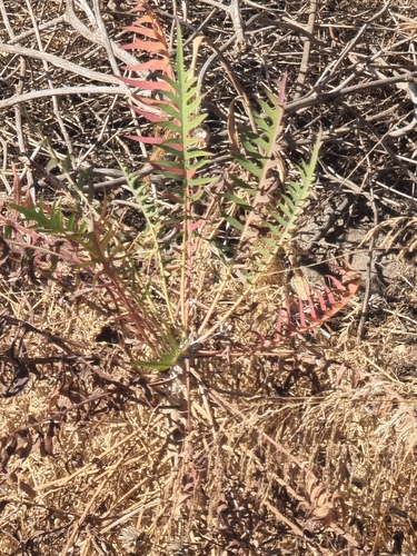 Sonchus canariensis, photograph 6