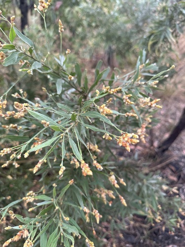 Jacksonia dilatata