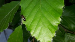 Phymatodes alni
