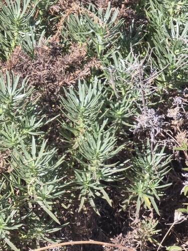 Echium aculeatum