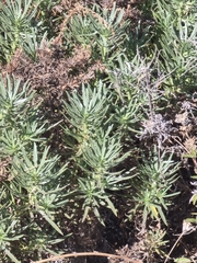 Echium aculeatum