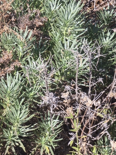 Echium aculeatum, photograph 2