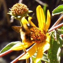 Bombus opifex