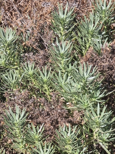 Echium aculeatum, photograph 3