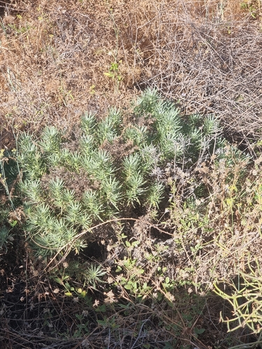 Echium aculeatum, photograph 4