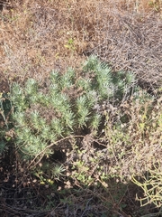 Echium aculeatum, photograph (c) Vítor Jorge, some rights reserved (CC BY)