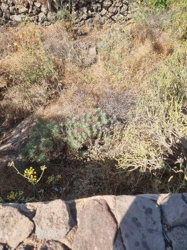 Echium aculeatum, photograph 5