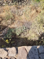 Echium aculeatum, photograph (c) Vítor Jorge, some rights reserved (CC BY)