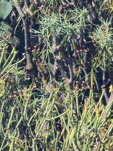 Euphorbia lamarckii, photograph 6