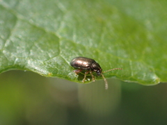 Crepidodera