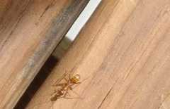 Formica