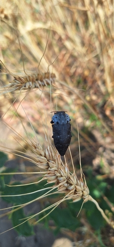 Flat-headed Root-borer