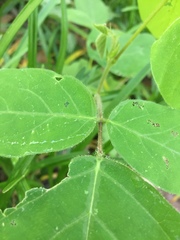 Desmodium rotundifolium