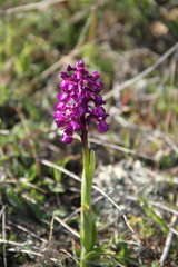 Anacamptis morio caucasica