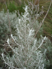 Baccharis artemisioides