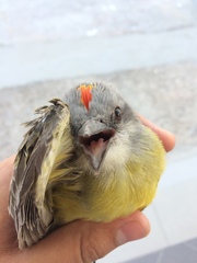 Tyrannus melancholicus