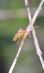 Gonocerus insidiator