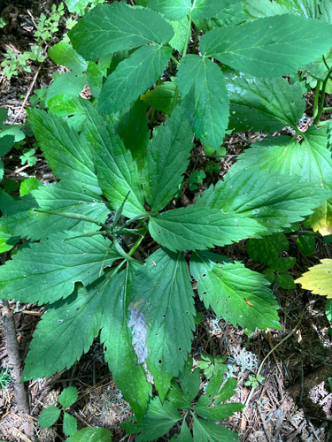 Cardamine enneaphyllos