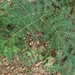 Acacia pennata